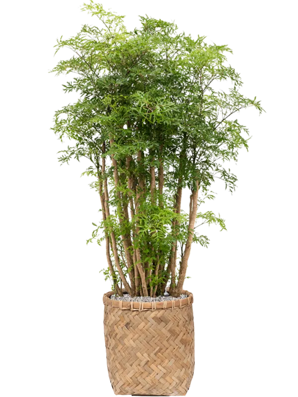 Aralia (Polyscias) 'Ming' in Bohemian Office Plant With Pot 117cm Height 30cm Dia