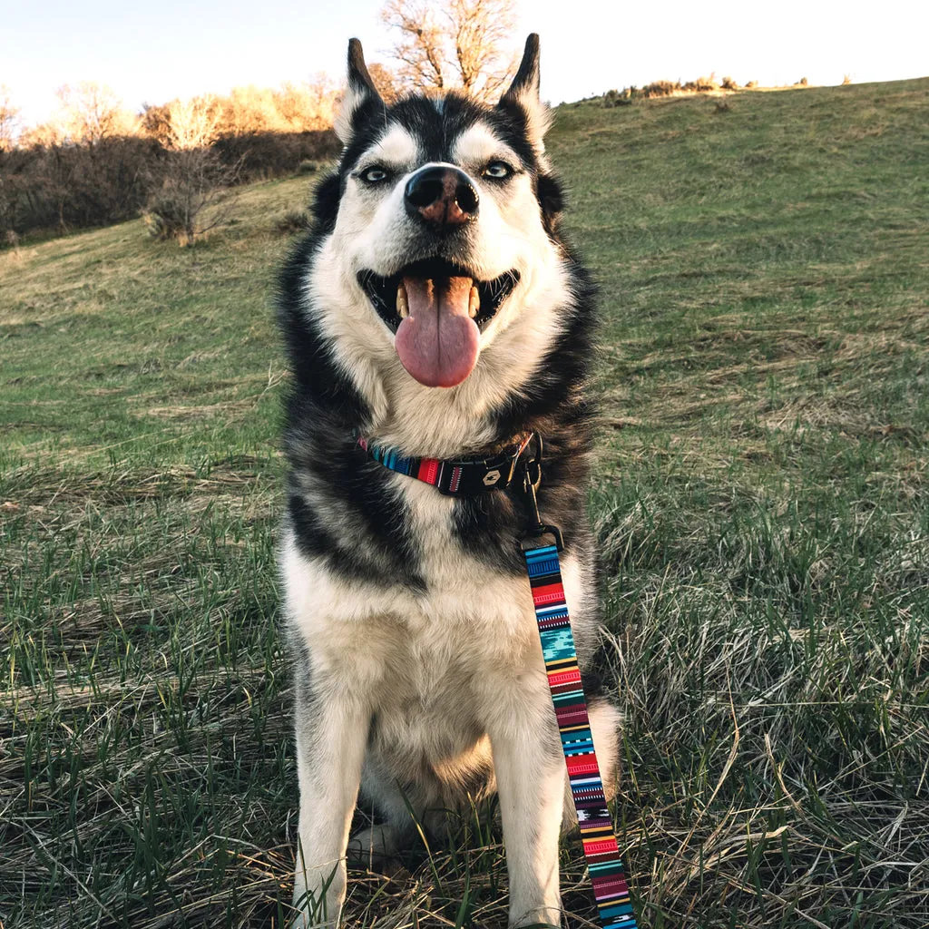 Coastal Wolfgang Man & Beast Quetzal Leash