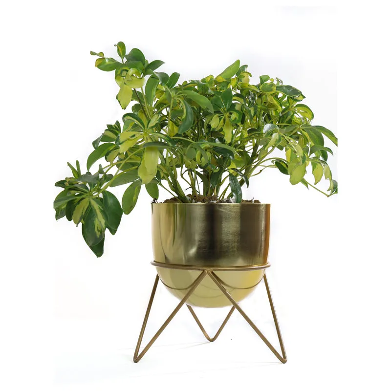 Nuksa Zig Zag Planter - Gold