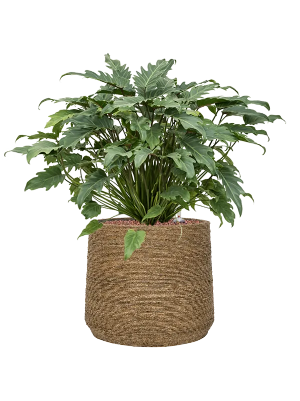 Philodendron 'Xanadu' in Bohemian Office Plant With Pot 68cm Height 32cm Dia