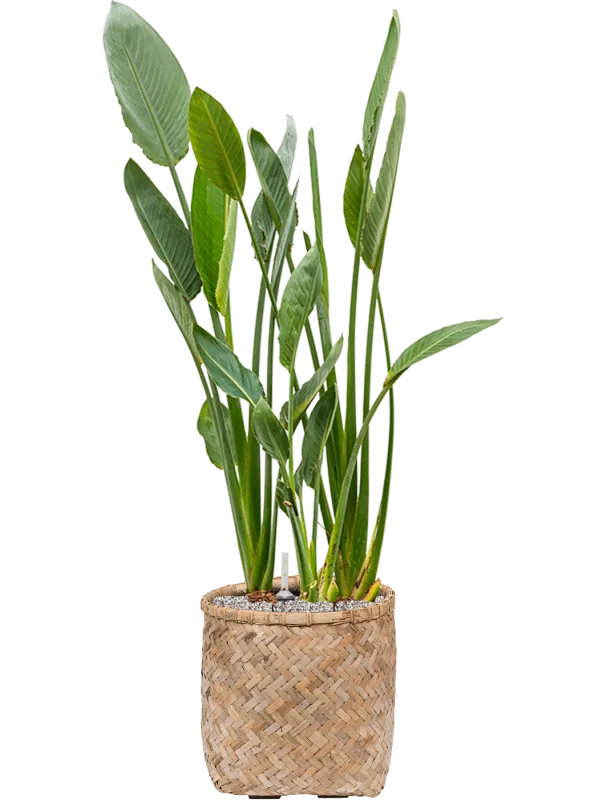 Strelitzia reginae in Bohemian Office Plant With Pot 129cm Height 37cm Dia