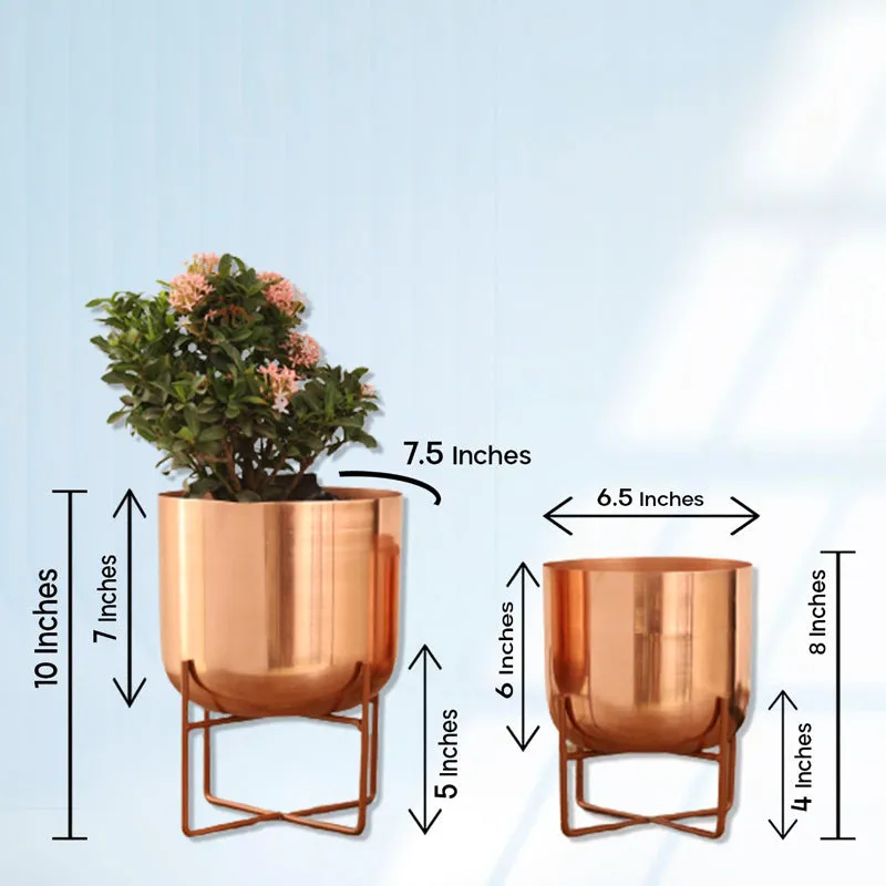Zeren Olive Planter (Rose Gold) - Set Of Two
